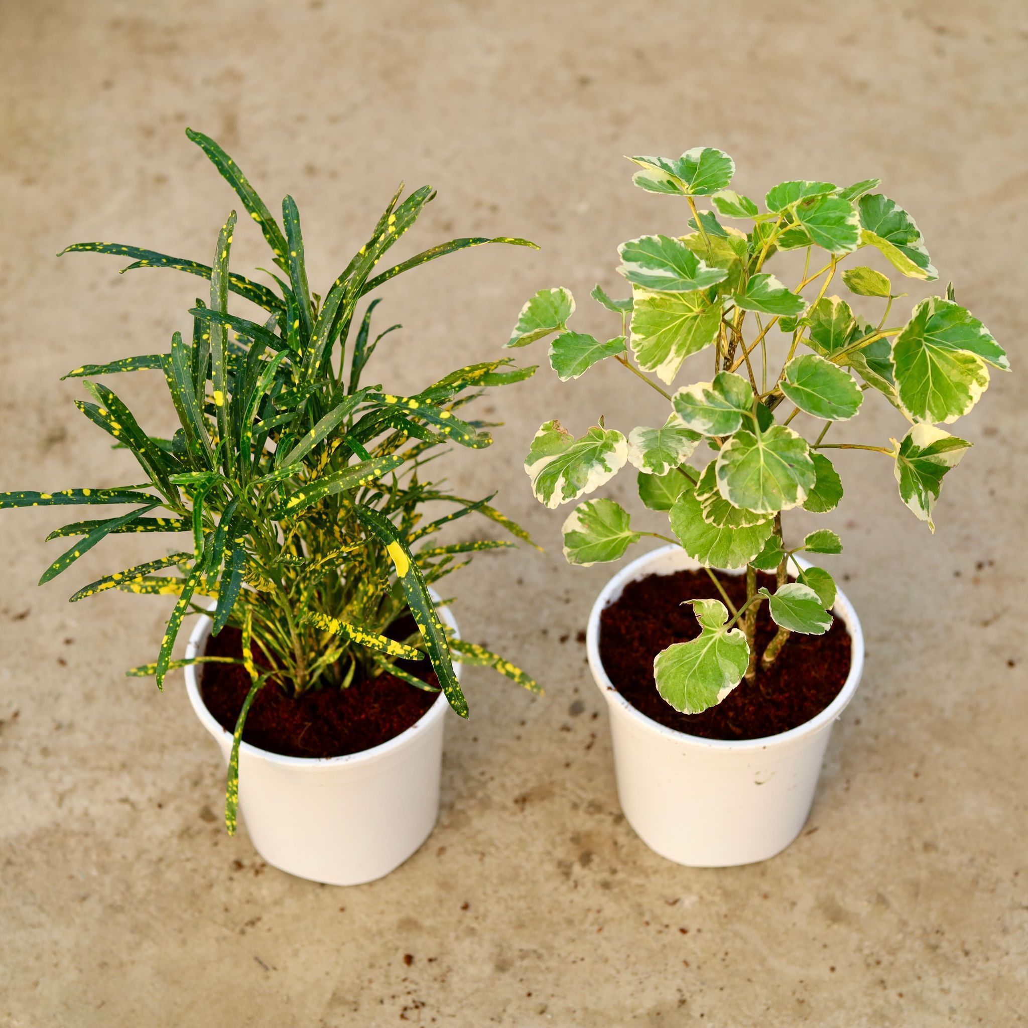 Set of 2 - Aralia Dinner Plate & Chironji Croton in 6 Inch White Nursery Pot