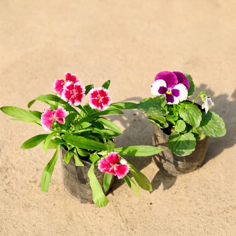 Set of 2 - Pansy & Dianthus (any colour) in 4 Inch Nursery Bag