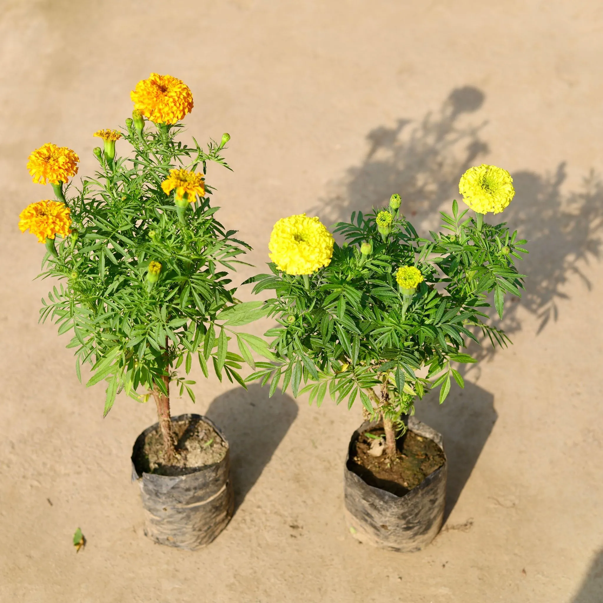 Set of 2 - Marigold / Genda (Yellow & French Orange) in 4 Inch Nursery Bag