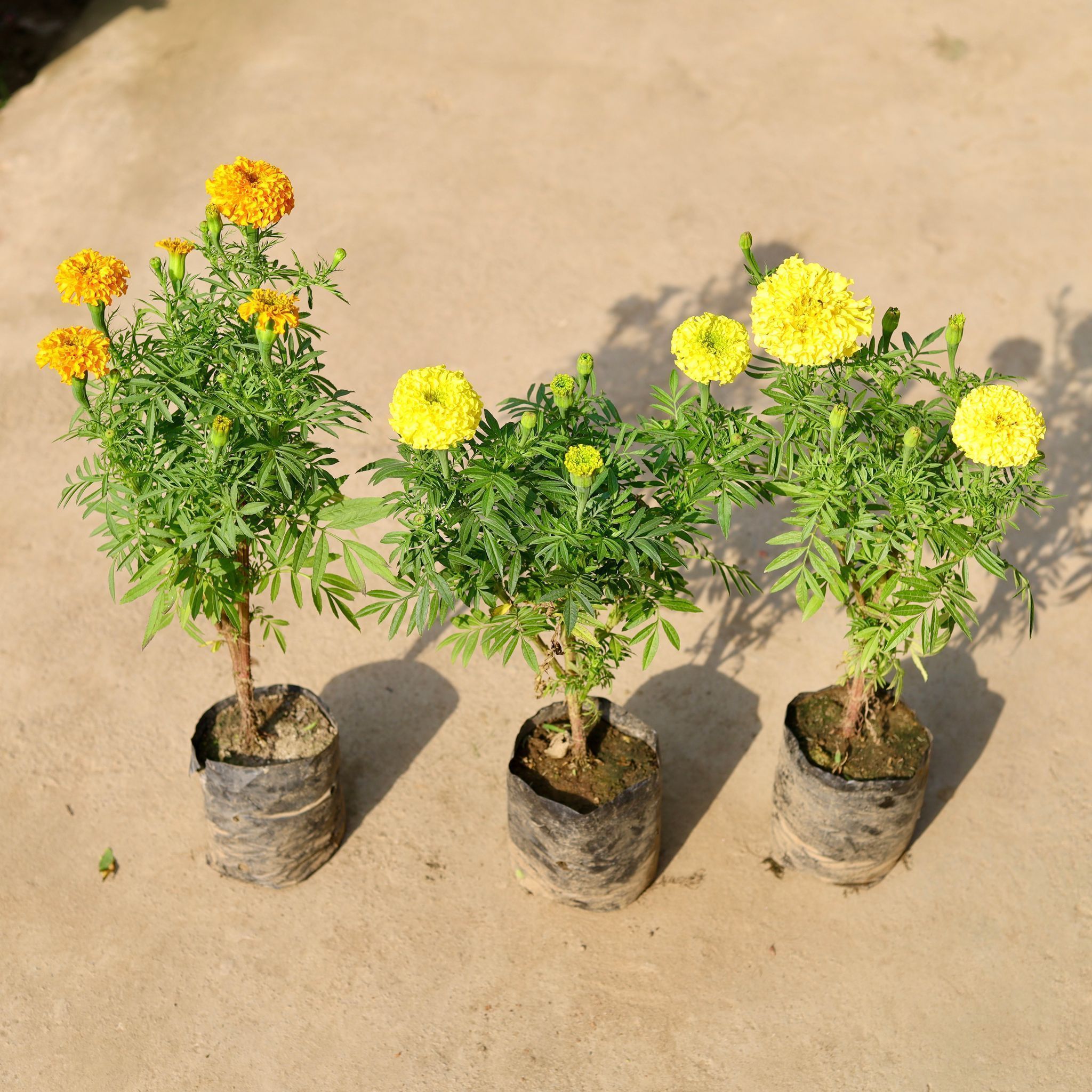 Set of 3 - Marigold / Genda (any colour) in 4 Inch Nursery Bag