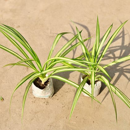 Buy Set of 2 - Pandanus / Screw pine in 4 Inch Nursery Bag Online | Urvann.com