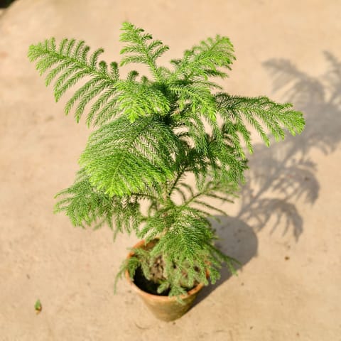Araucaria / Christmas Tree in 5 Inch Clay Pot