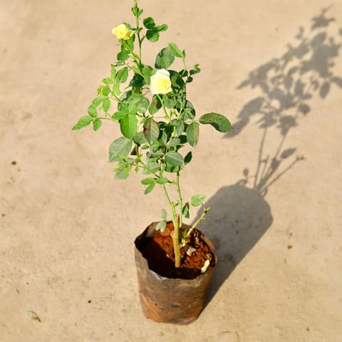 Rose (any colour) in 6 Inch Nursery Bag