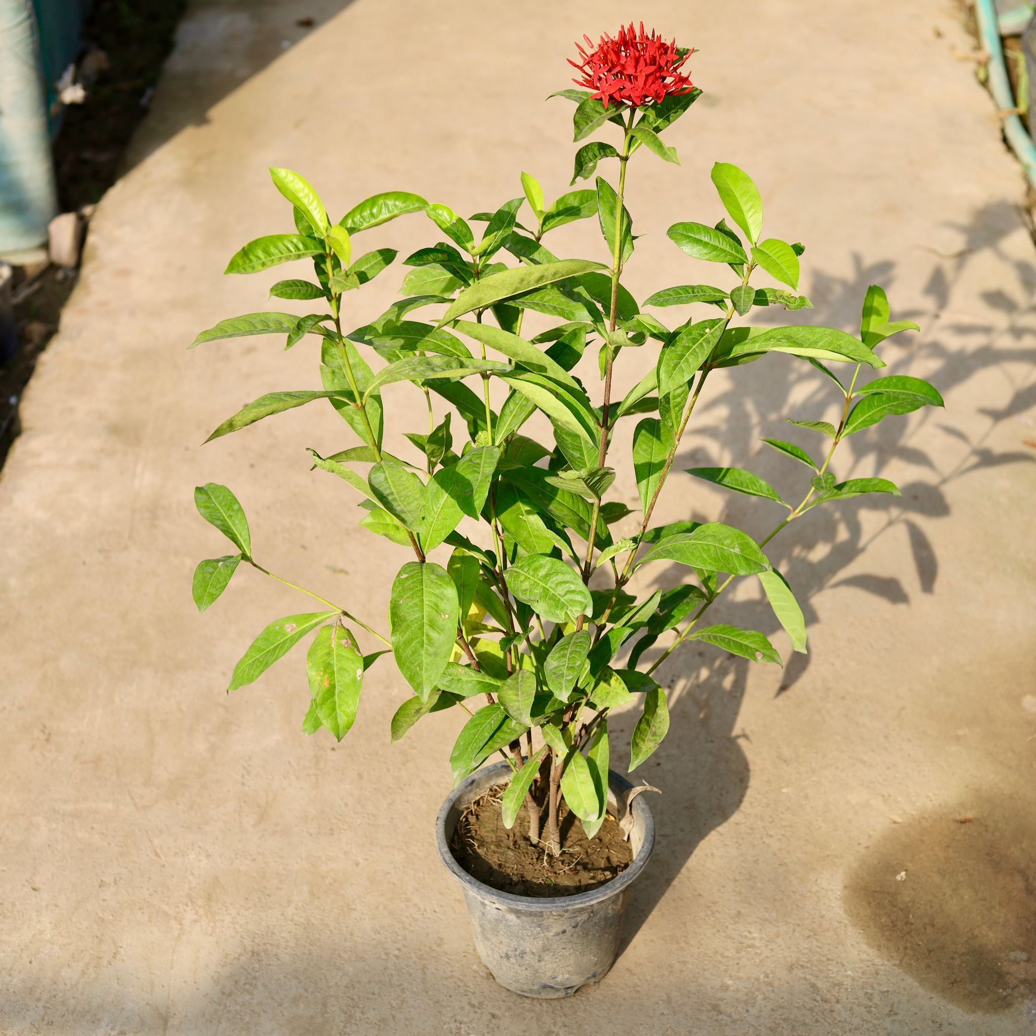Ixora Red in 8 Inch Nursery Pot