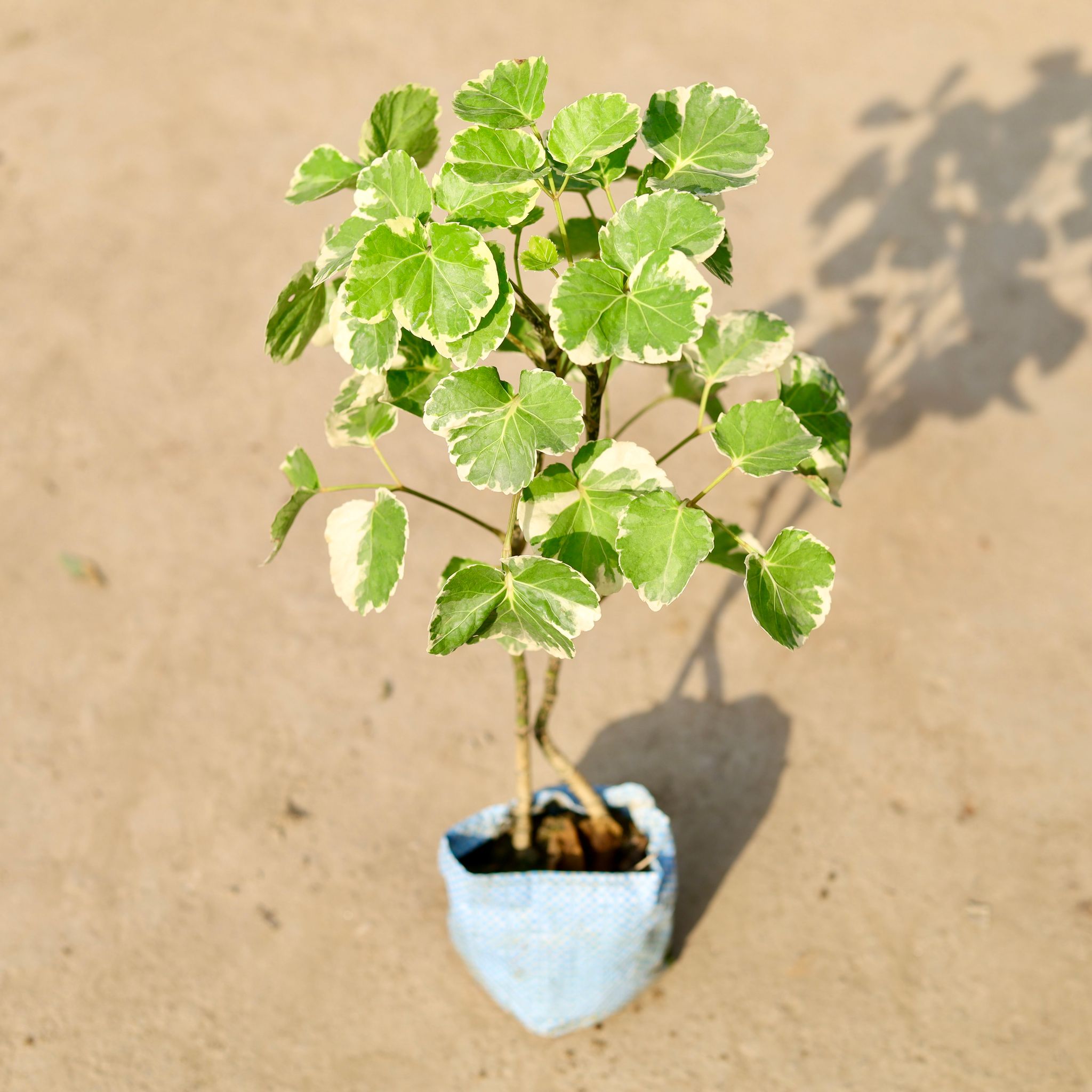 Aralia Apple in 4 Inch Nursery Bag