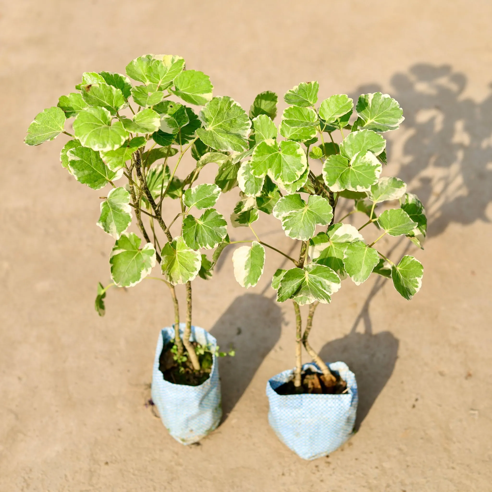 Set of 2 - Aralia Apple in 4 Inch Nursery Bag