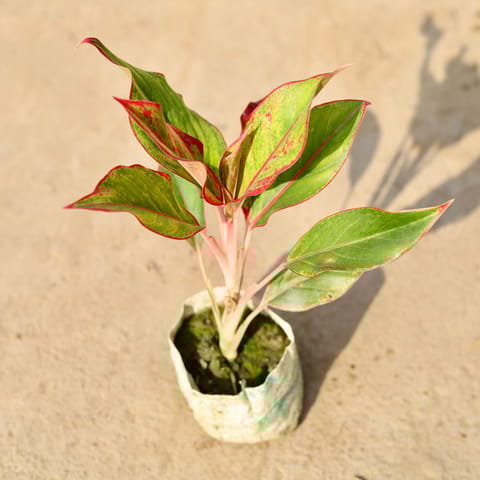 Aglaonema Lipstick in 4 Inch Nursery Bag