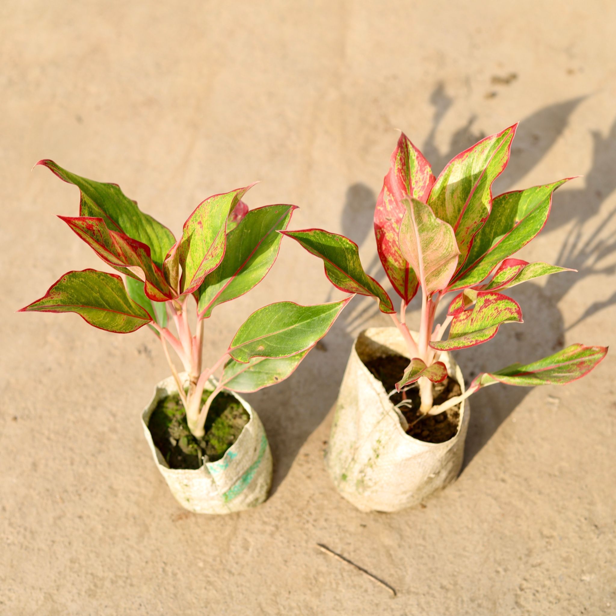 Set of 2 - Aglaonema Lipstick in 4 Inch Nursery Bag