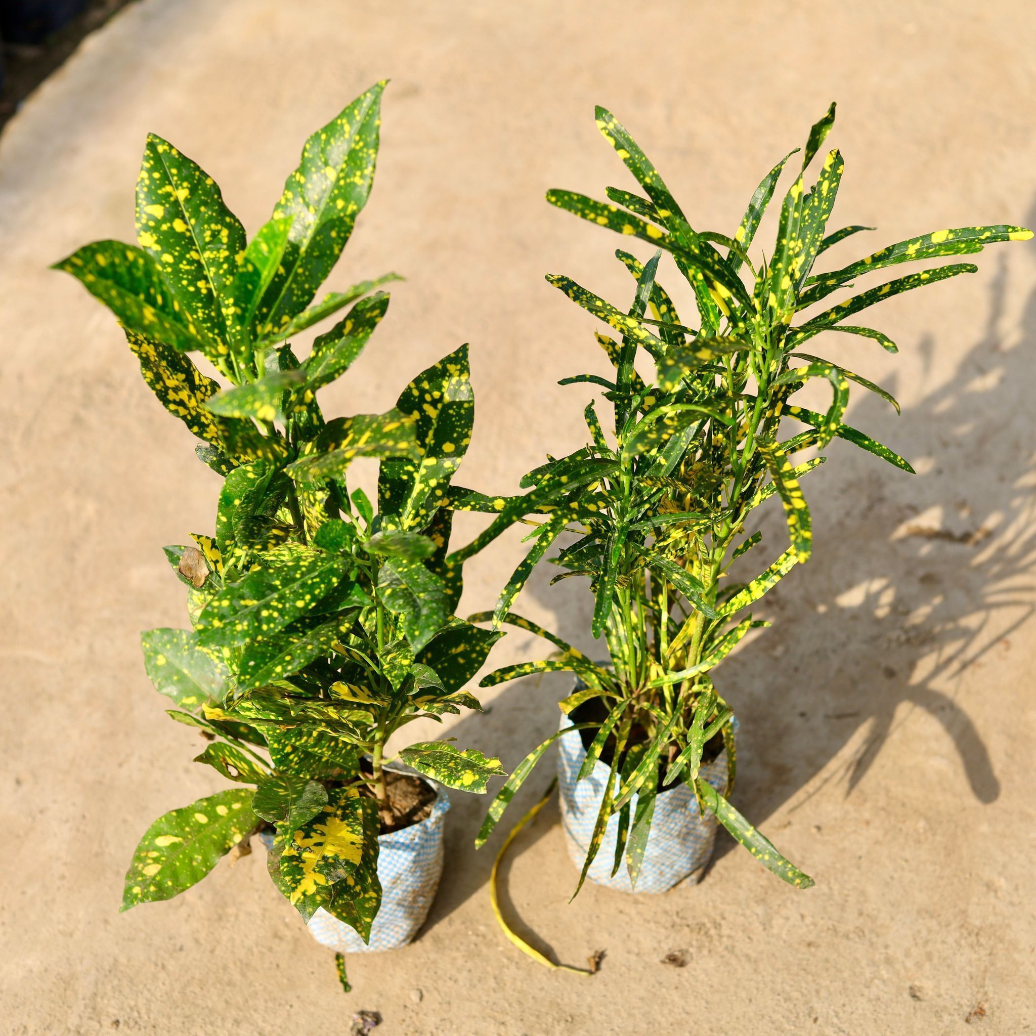 Set of 2 - Croton (Chironji & Baby) in 4 Inch Nursery Bag