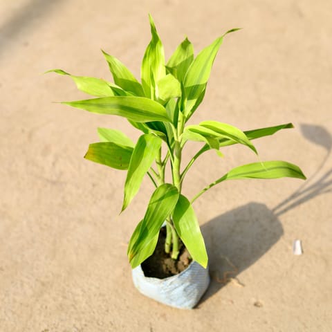 Lucky Bamboo in 4 Inch Nursery Bag
