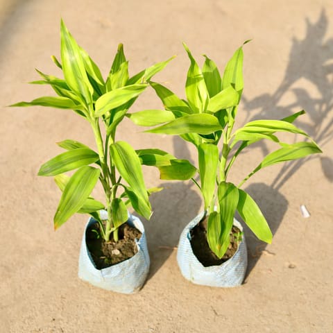 Set of 2 - Lucky Bamboo in 4 Inch Nursery Bag