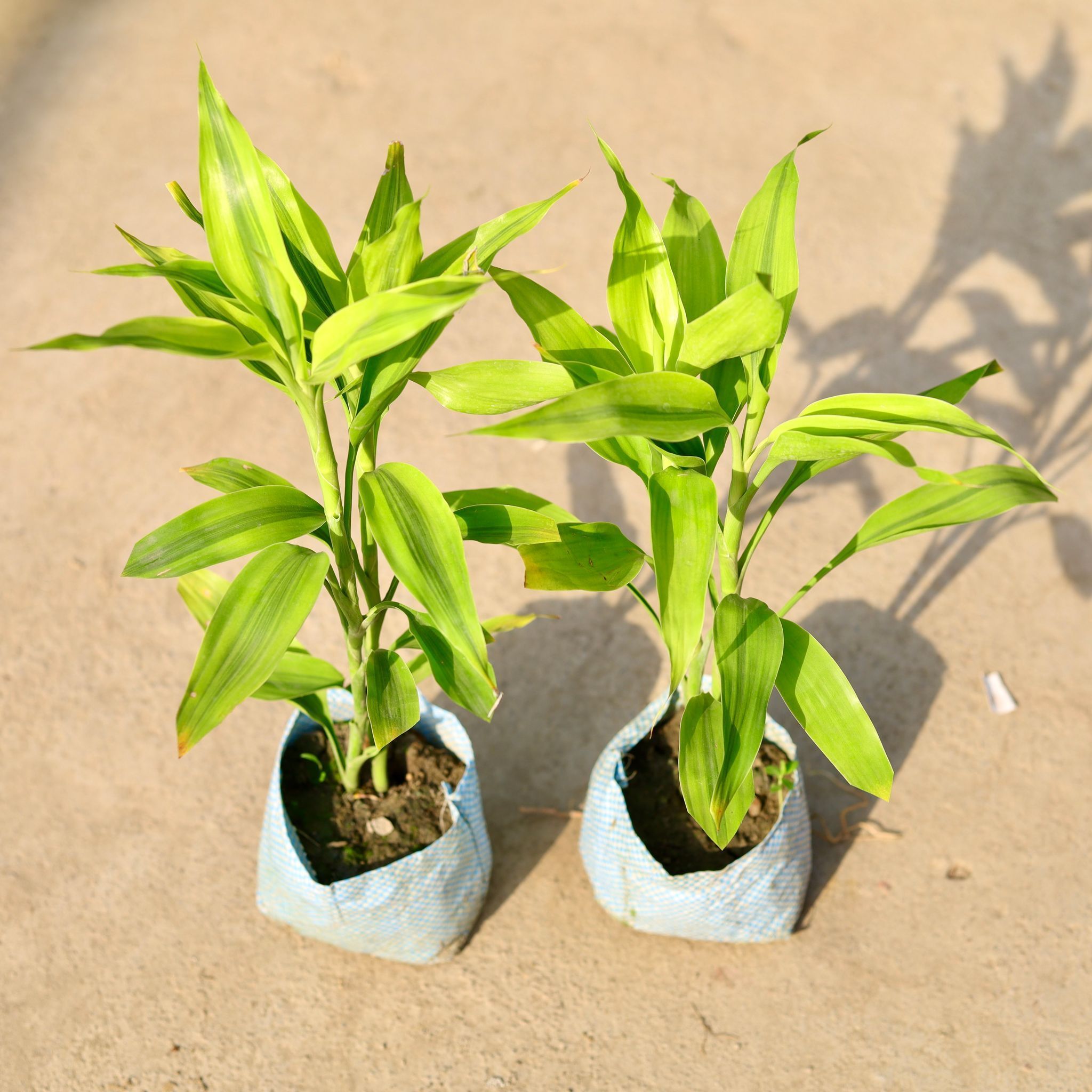 Set of 2 - Lucky Bamboo in 4 Inch Nursery Bag