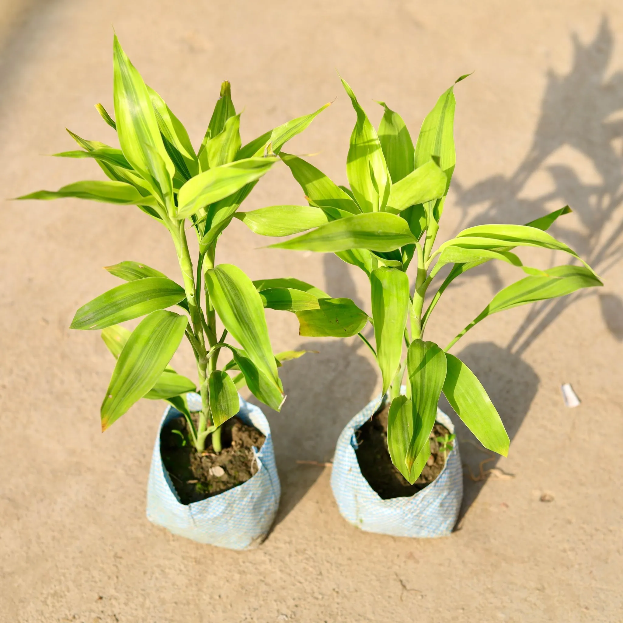 Set of 2 - Lucky Bamboo in 4 Inch Nursery Bag