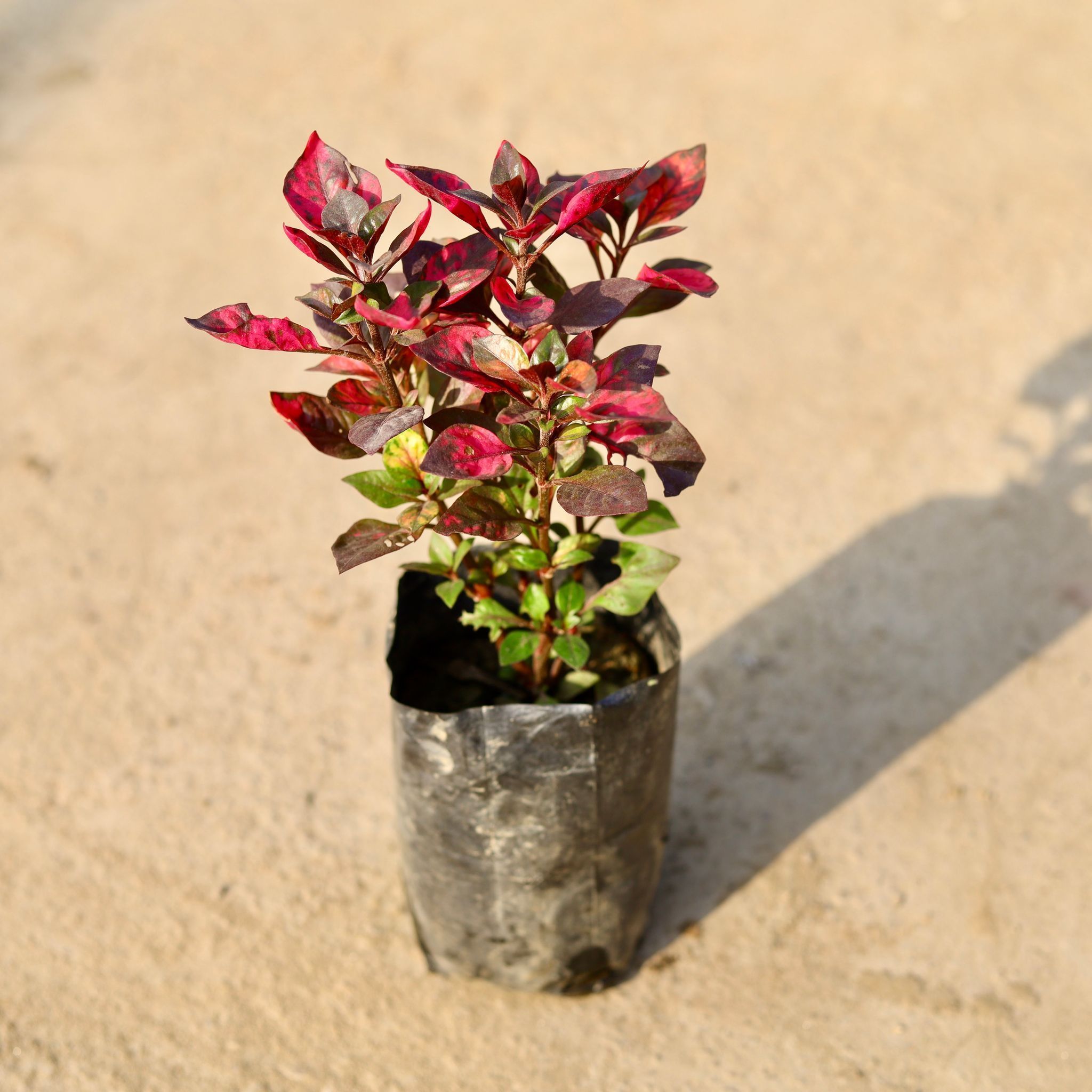 Alternanthera Red in 4 Inch Nursery Bag