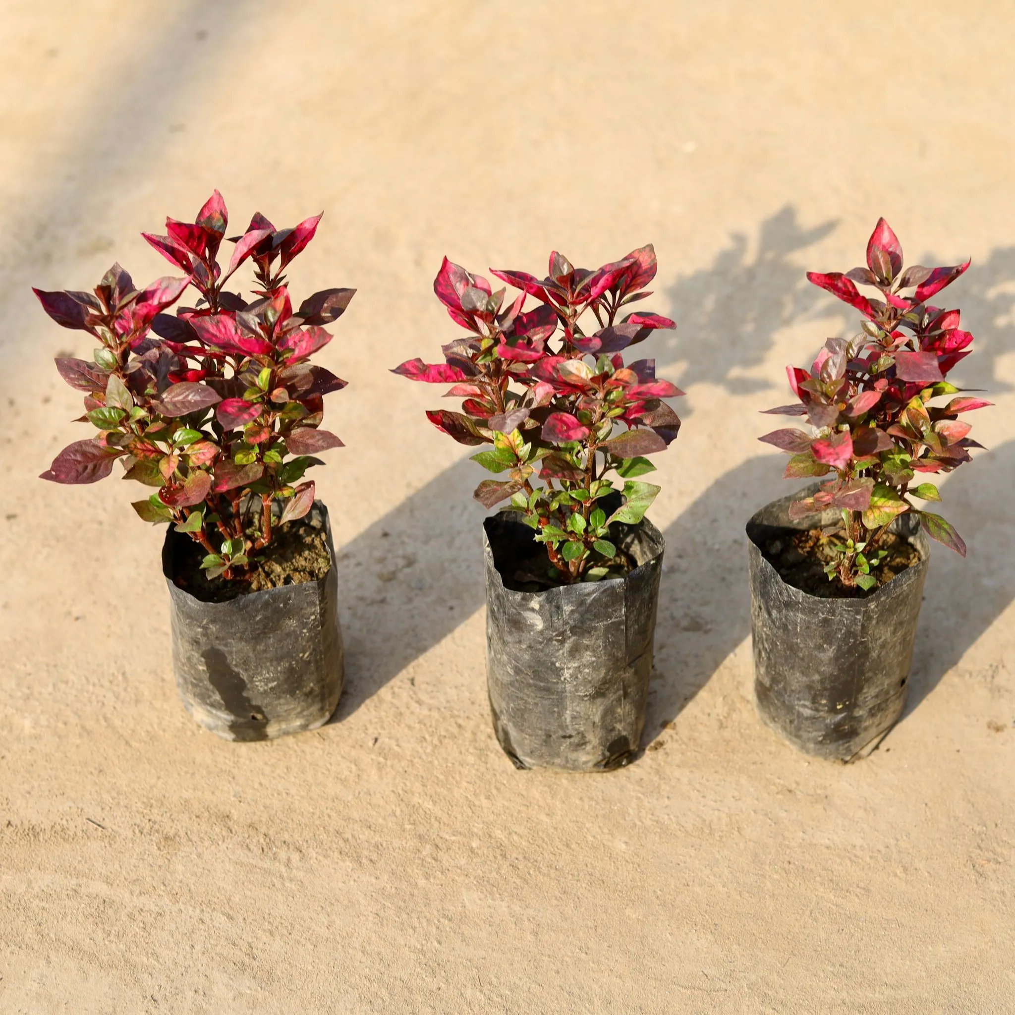 Set of 3 - Alternanthera Red in 4 Inch Nursery Bag