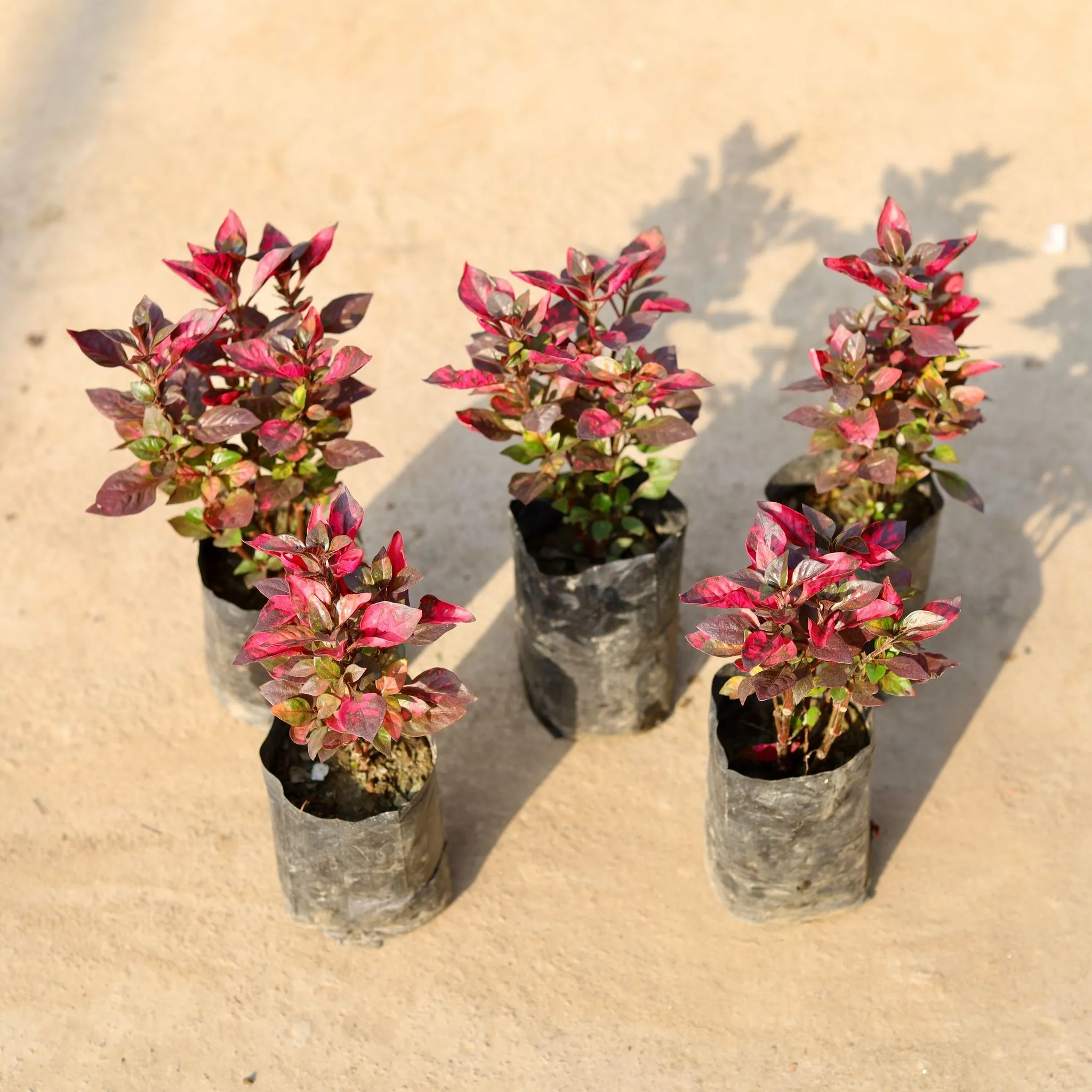 Set of 5 - Alternanthera Red in 4 Inch Nursery Bag