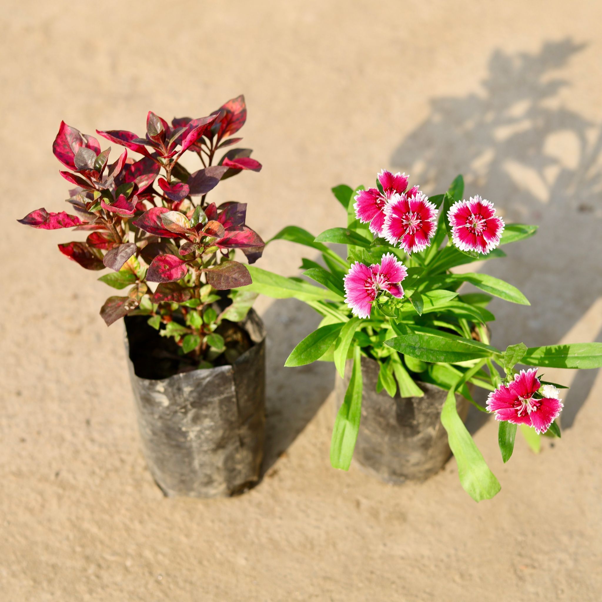 Set of 2 - Alternanthera Red & Dianthus (any colour) in 4 Inch Nursery Bag