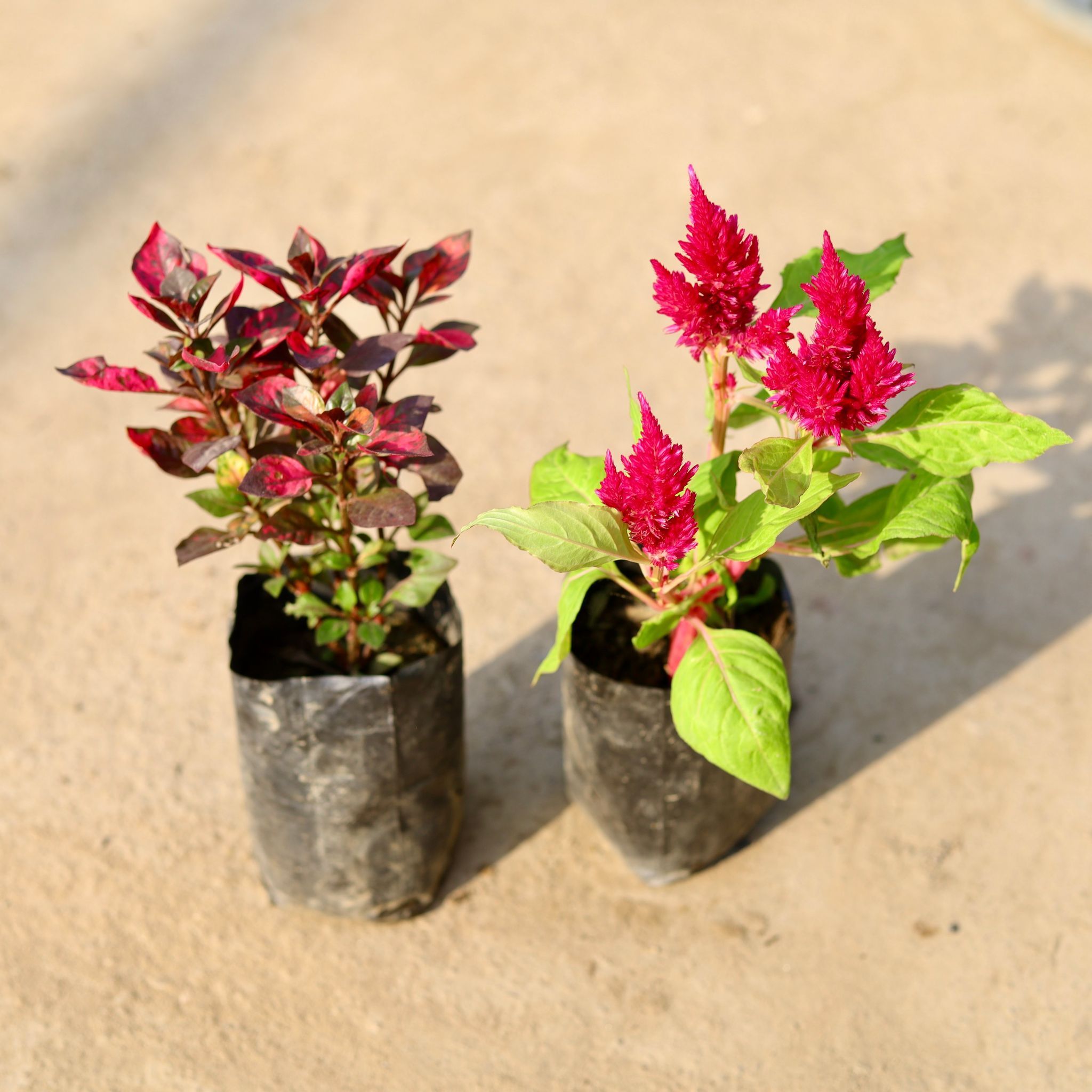 Set of 2 - Alternanthera Red & Celosia (any colour) in 4 Inch Nursery Bag