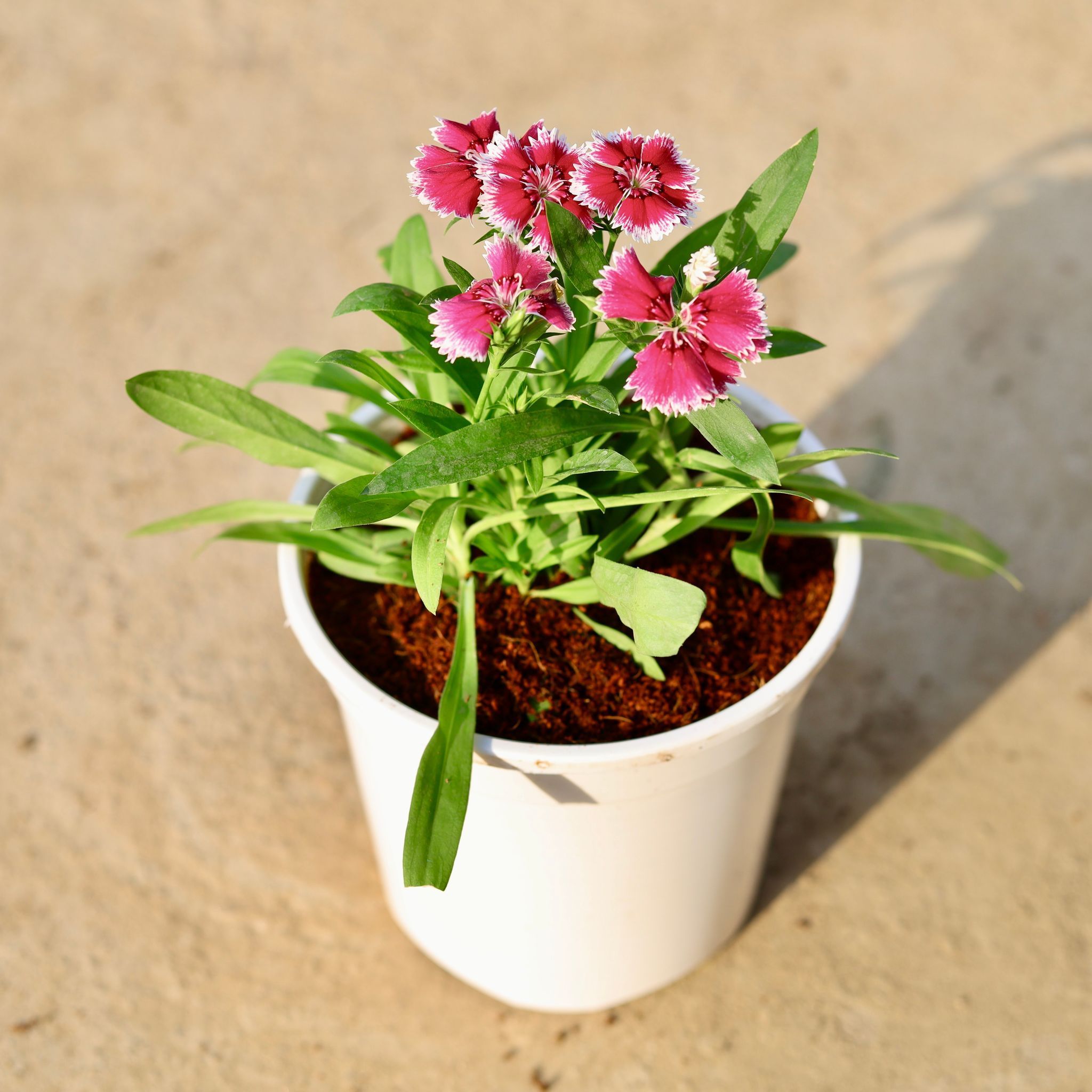 Dianthus (any colour) in 6 Inch Nursery Pot