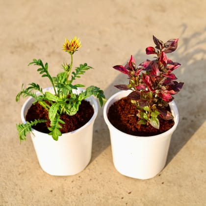Buy Set of 2 - Alternanthera Red & Gazania (any colour) in 6 Inch White Nursery Pot Online | Urvann.com