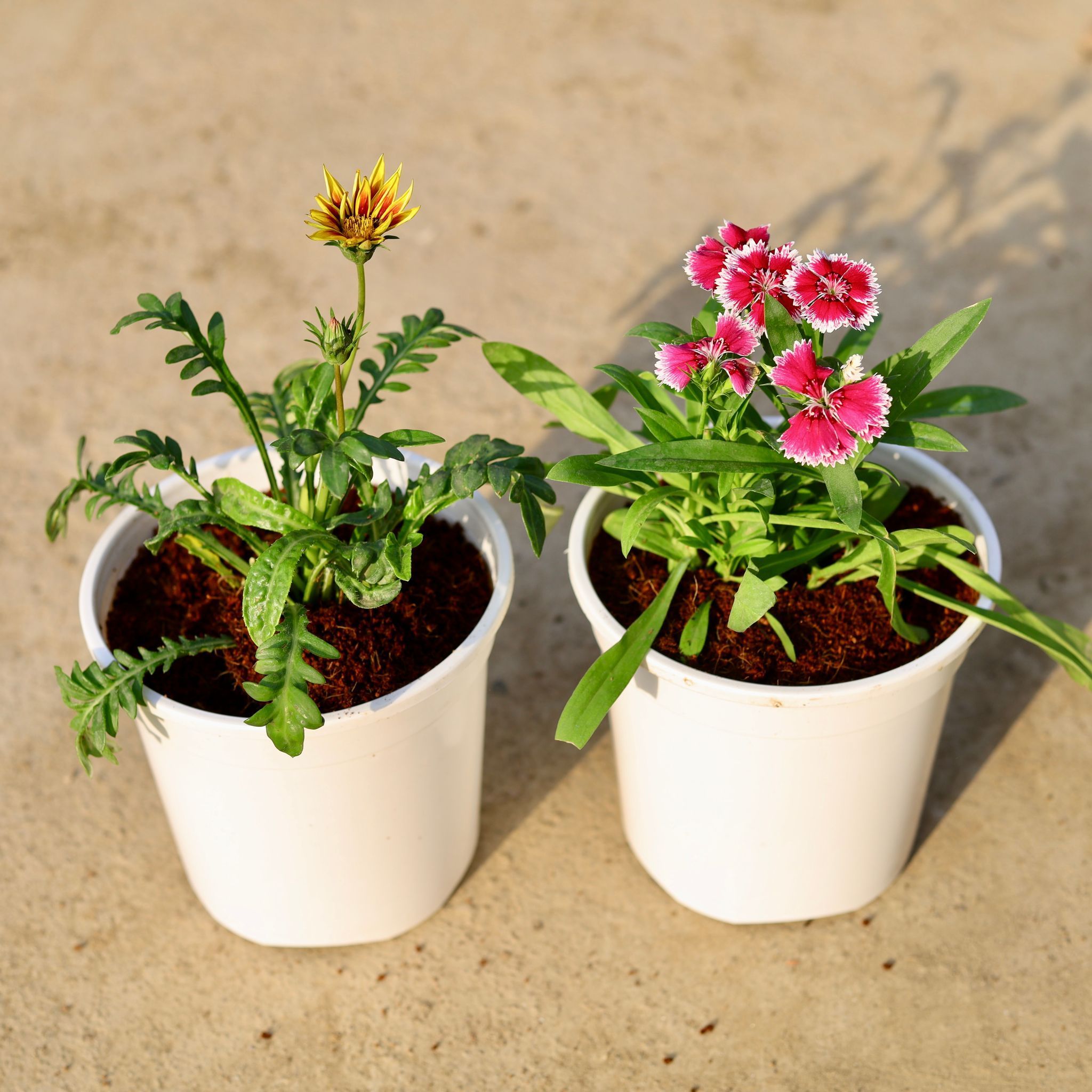 Set of 2 - Gazania & Dianthus (any colour) in 6 Inch White Nursery Pot