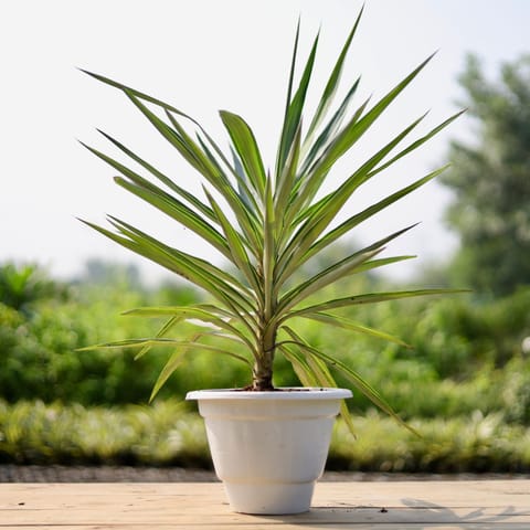 Yucca Silver in 10 Inch Classy White Plastic Pot