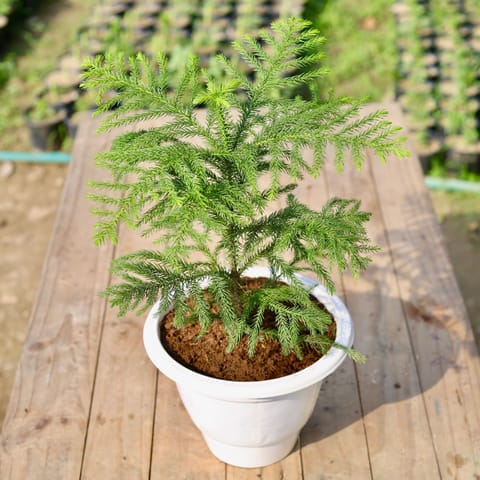 Araucaria / Christmas Tree (~ 1.5 Ft) in 10 Inch Classy White Plastic Pot