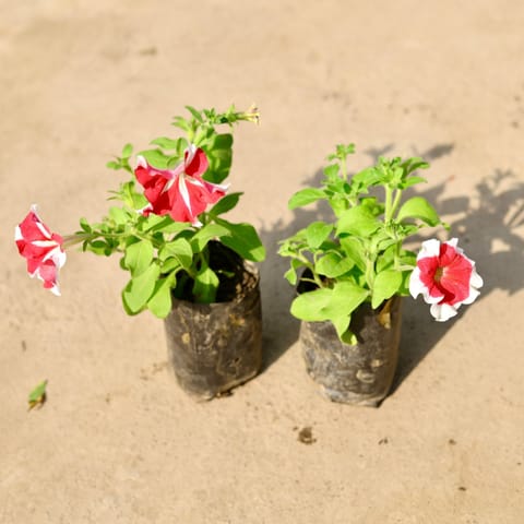 Set of 2 - Petunia (any colour) in 4 Inch Nursery Bag