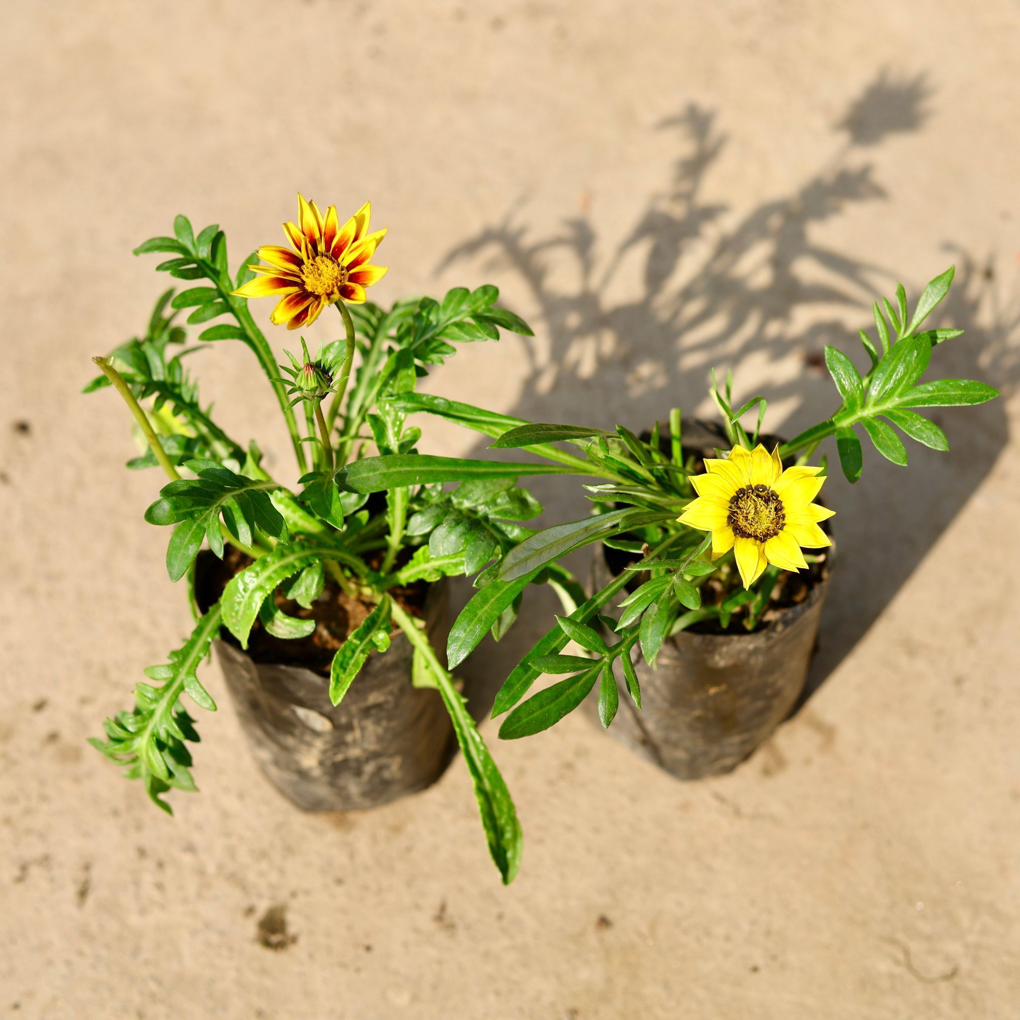 Set of 2 - Gazania (any colour) in 4 Inch Nursery Bag