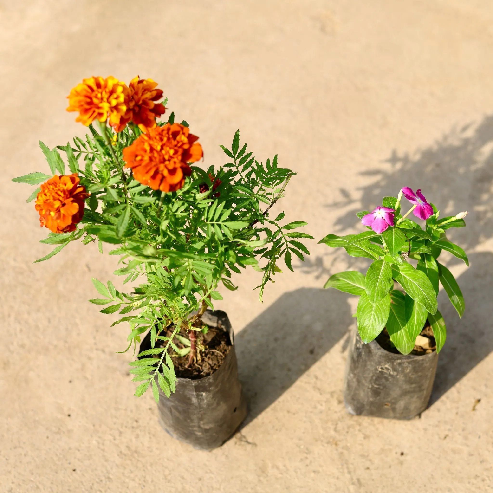 Set of 2 - French Marigold / Genda & Periwinkle / Vinca / Sadabahar (any colour) in 4 Inch Nursery Bag