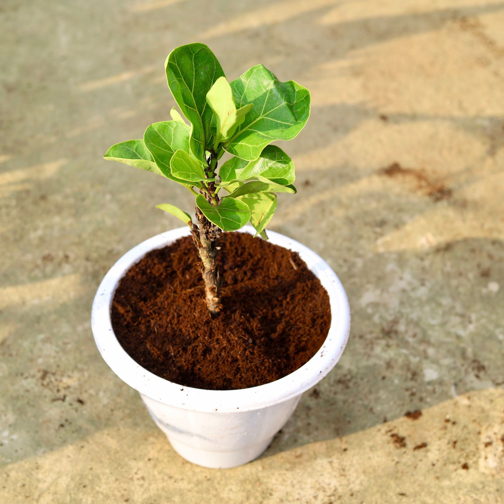 Fiddle Leaf Fig / Ficus Lyrata in 10 Inch Classy White Plastic Pot