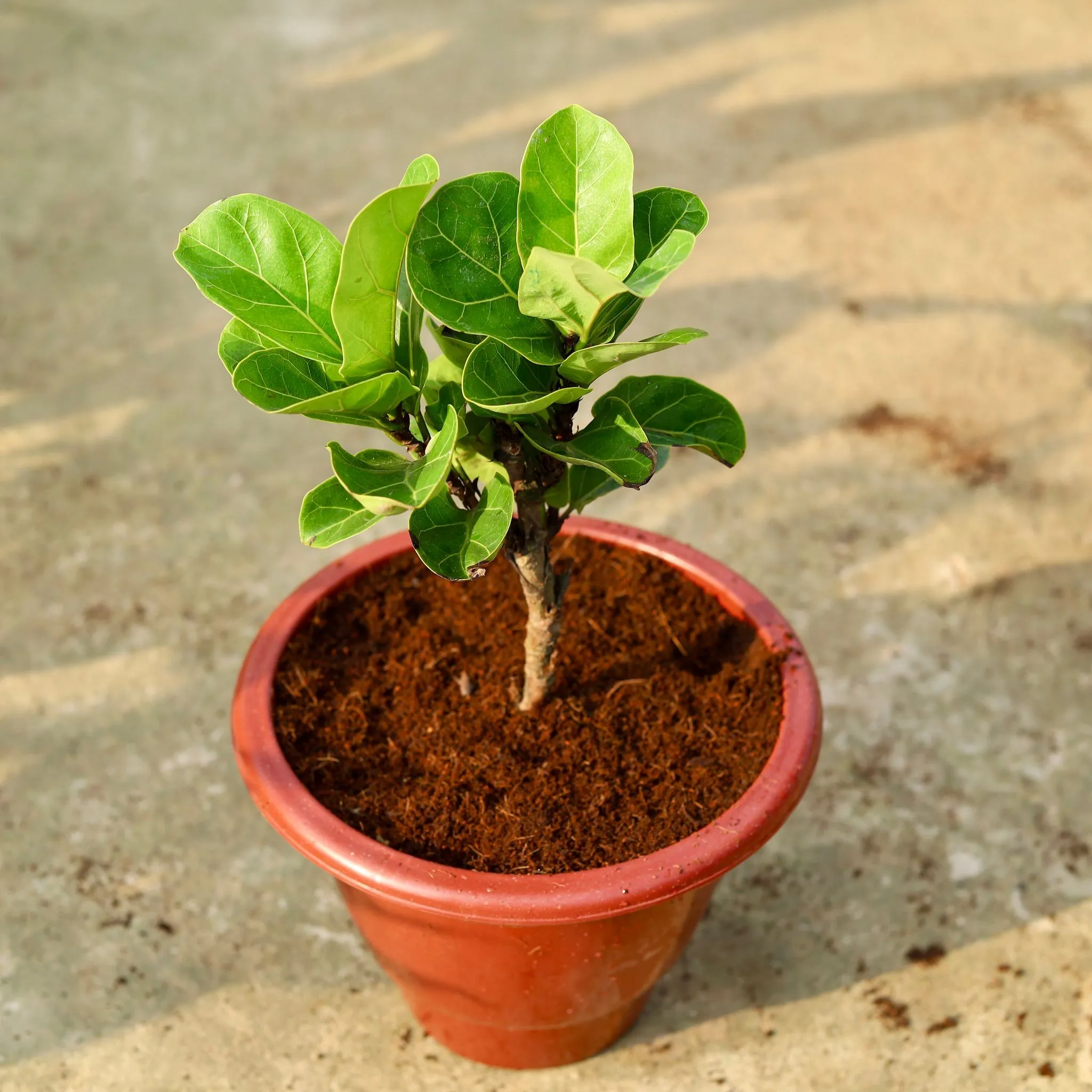 Fiddle Leaf Fig / Ficus Lyrata in 10 Inch Classy Red Plastic Pot