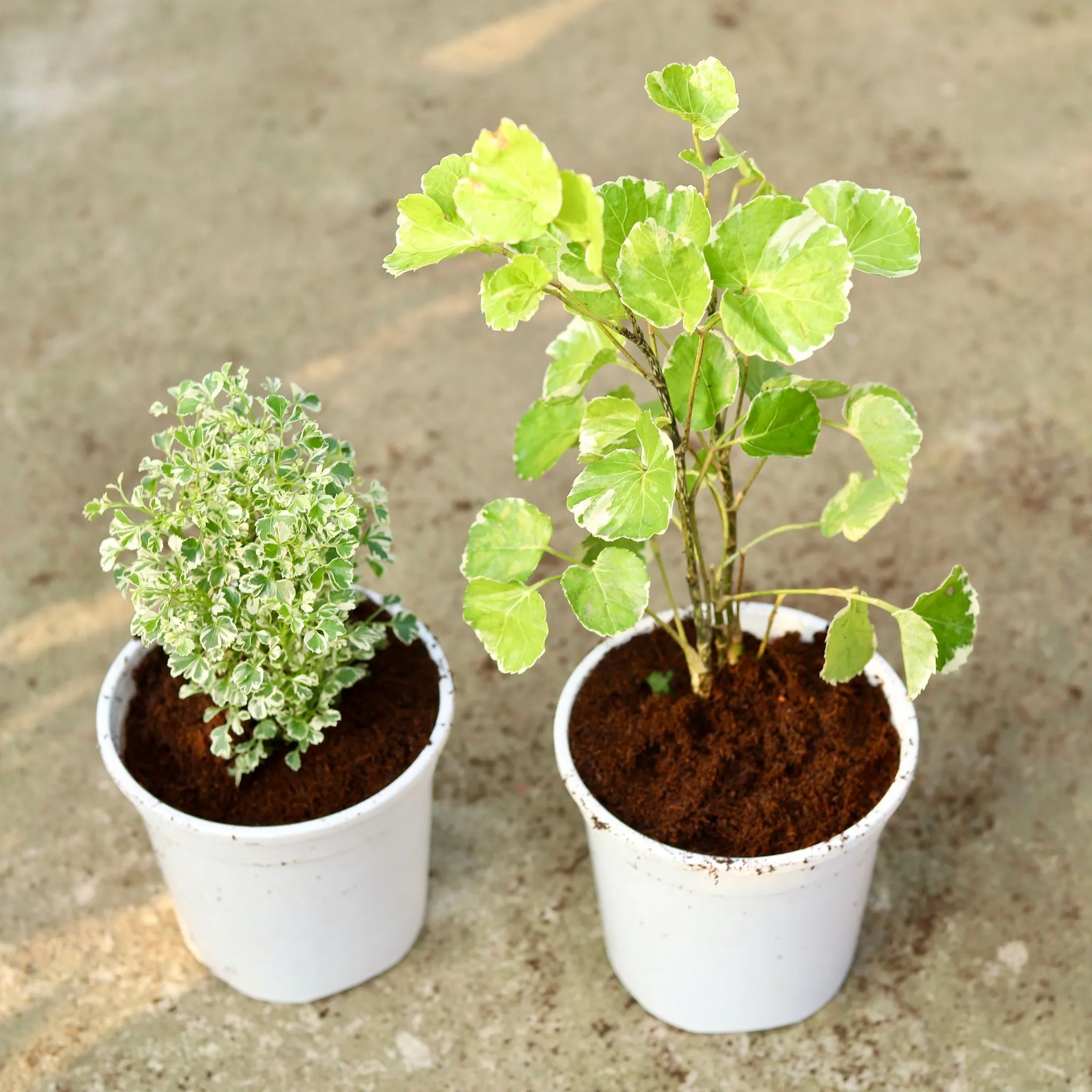 Set of 2 - Aralia (White & Dinner Plate) in 6 Inch White Nursery Pot
