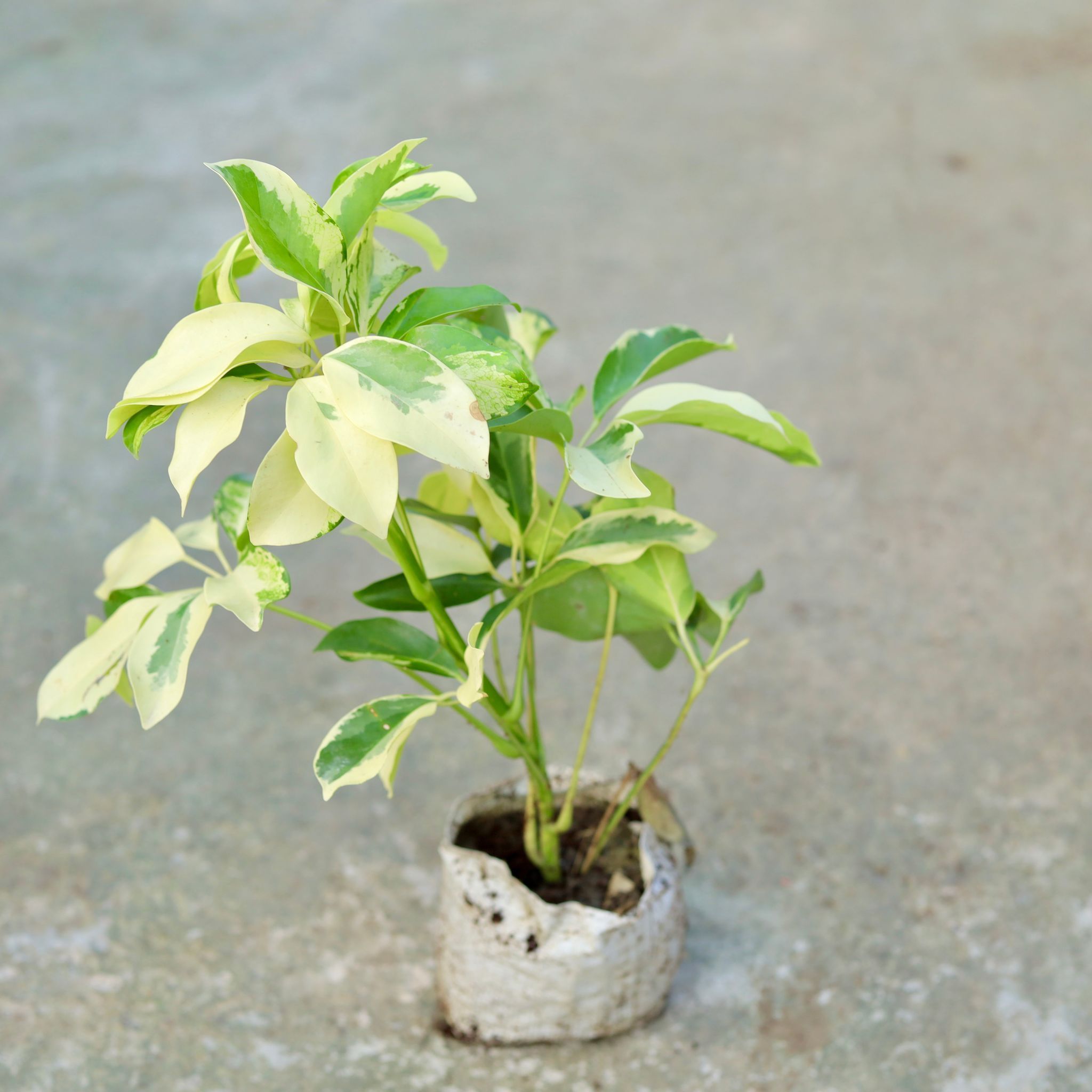Air Purifying - Schefflera Brassia in 6 Inch Nursery bag