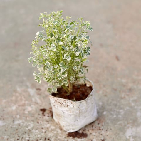 Aralia White Variegated in 5 Inch Nursery bag