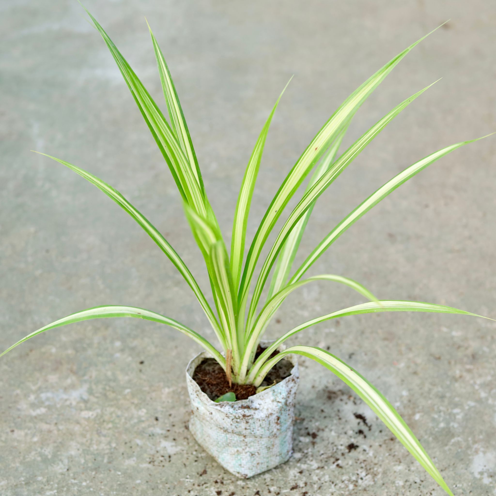 Pandanus / Screwpine in 5 Inch Nursery bag