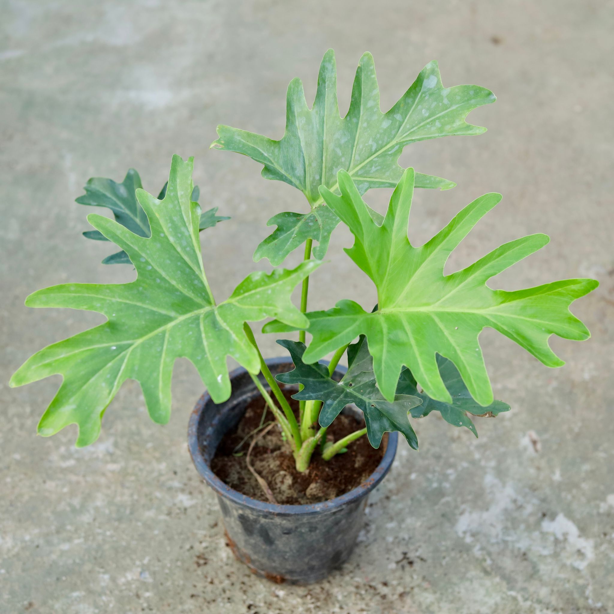 Philodendron Selloum in 8 Inch Black Nursery Pot