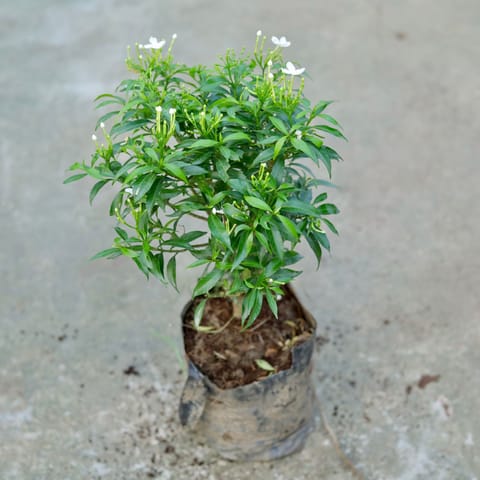 Mini Chandni White in 4 Inch Nursery bag
