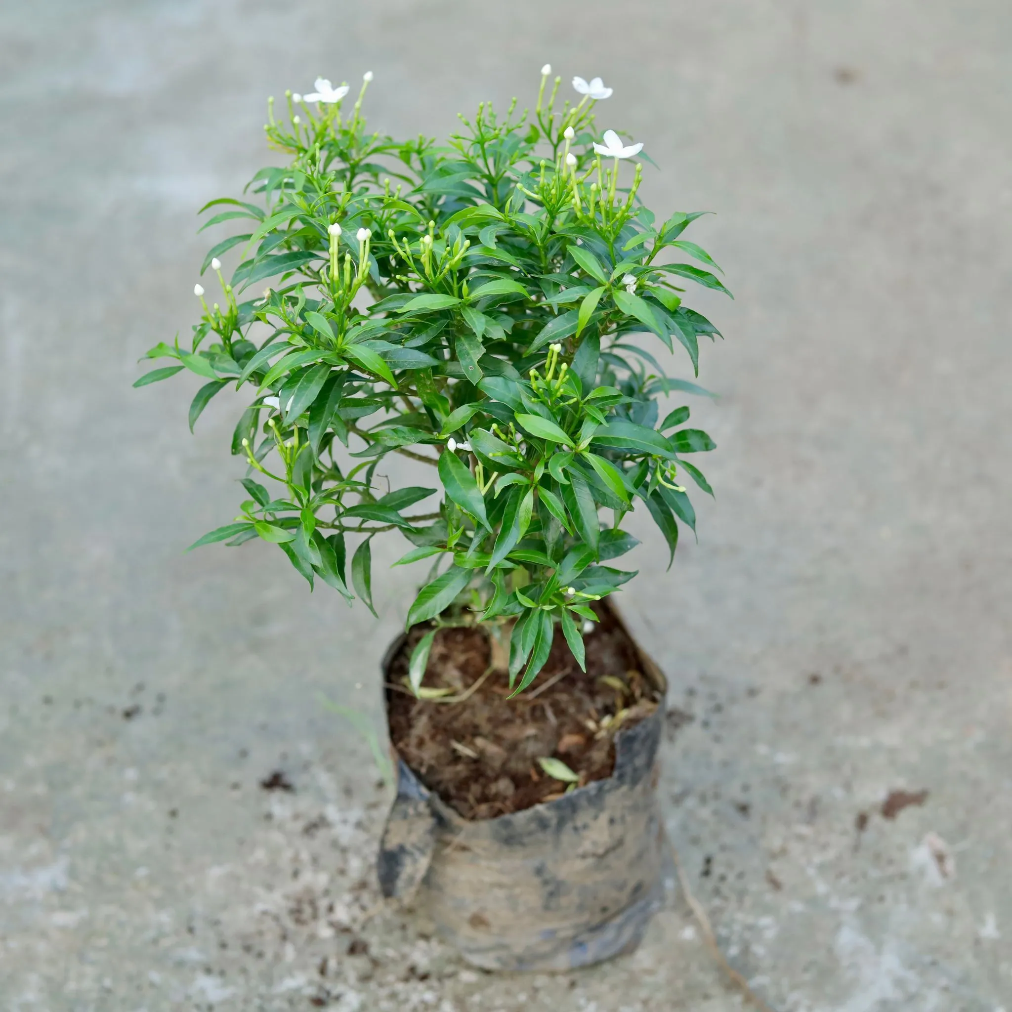 Mini Chandni White in 4 Inch Nursery bag
