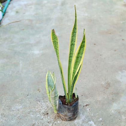 Buy Snake Yellow Long In 8 Inch Nursery bag Online | Urvann.com
