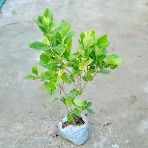 Ixora (Any Colour) in 7 Inch Nursery bag