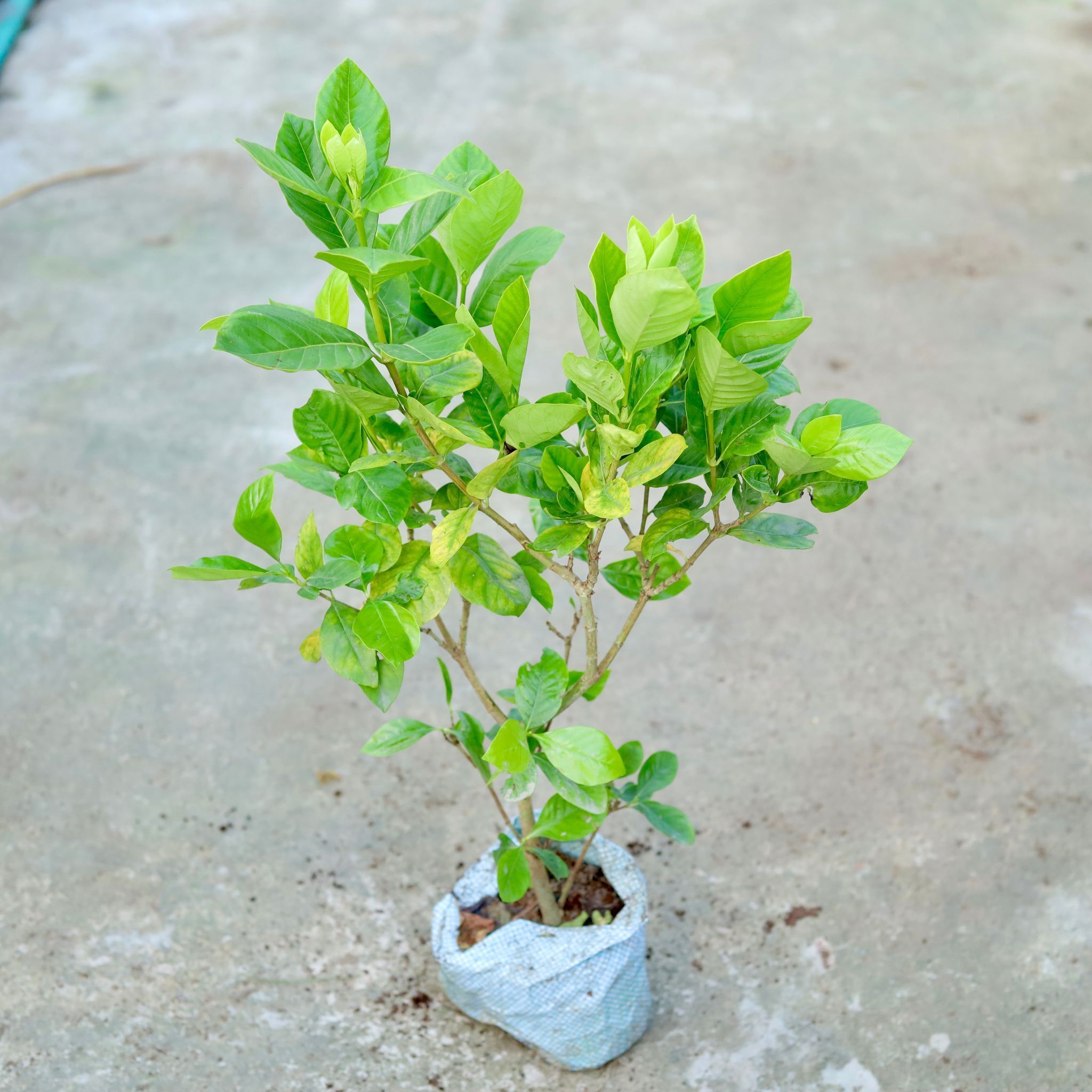 Ixora (Any Colour) in 7 Inch Nursery bag