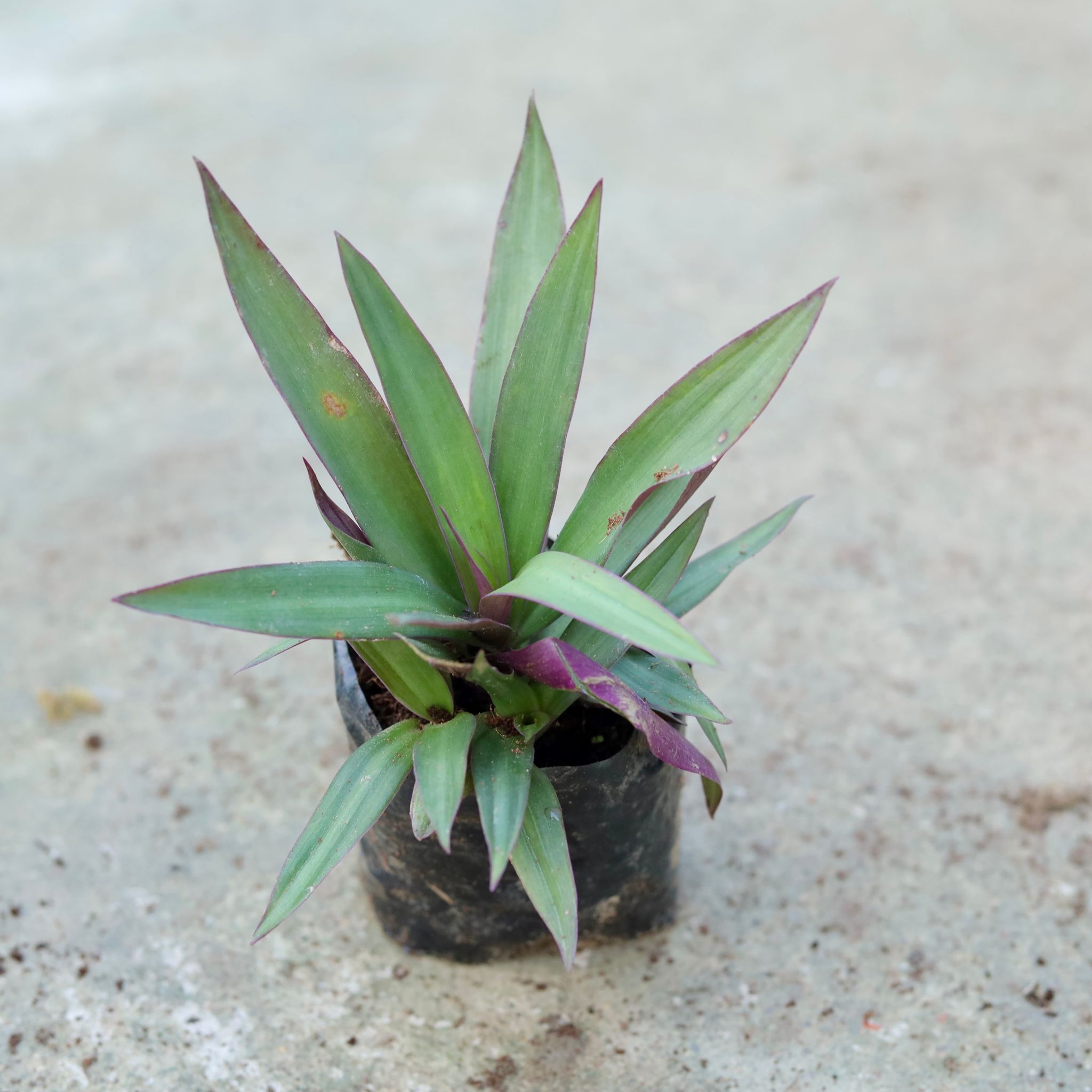 Rhoeo /Durangi in 5 Inch Nursery bag