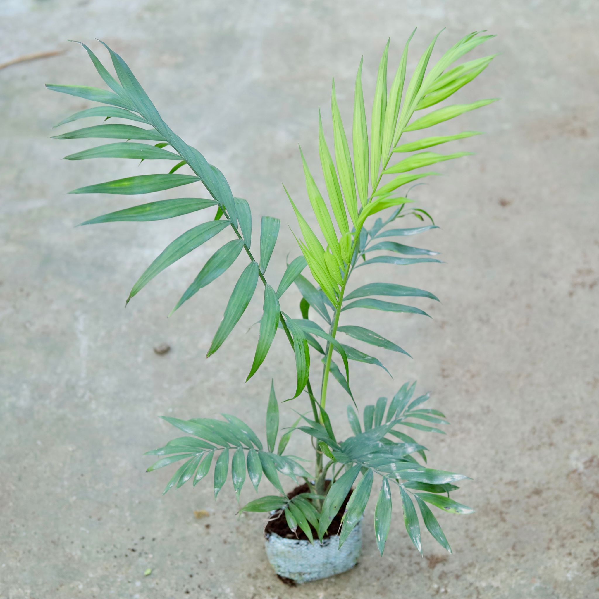 Chameadorea Palm in 6 Inch Nursery bag