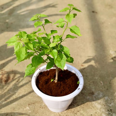 Bougainvillea (any colour) in 10 Inch Classy White Plastic Pot