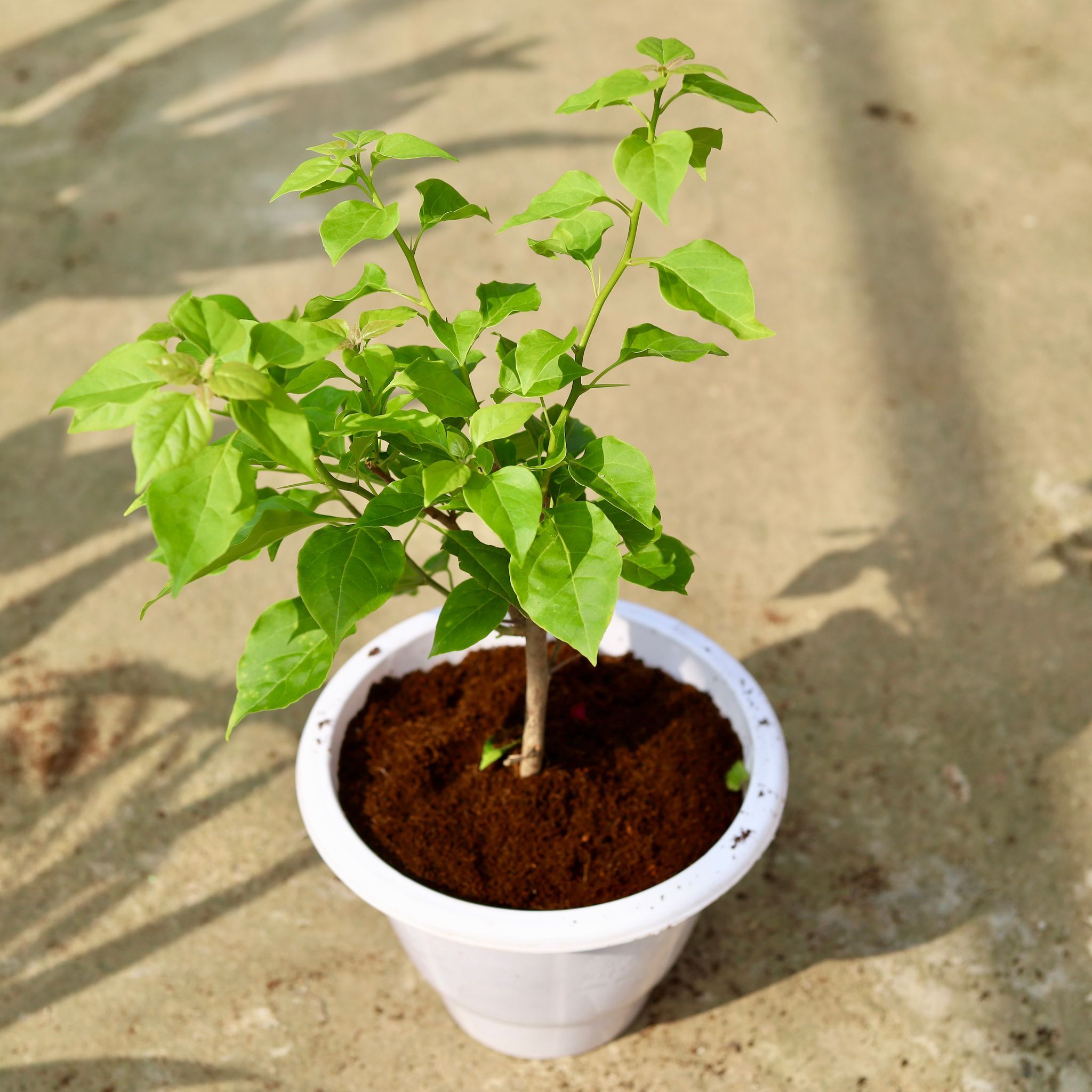 Bougainvillea (any colour) in 10 Inch Classy White Plastic Pot