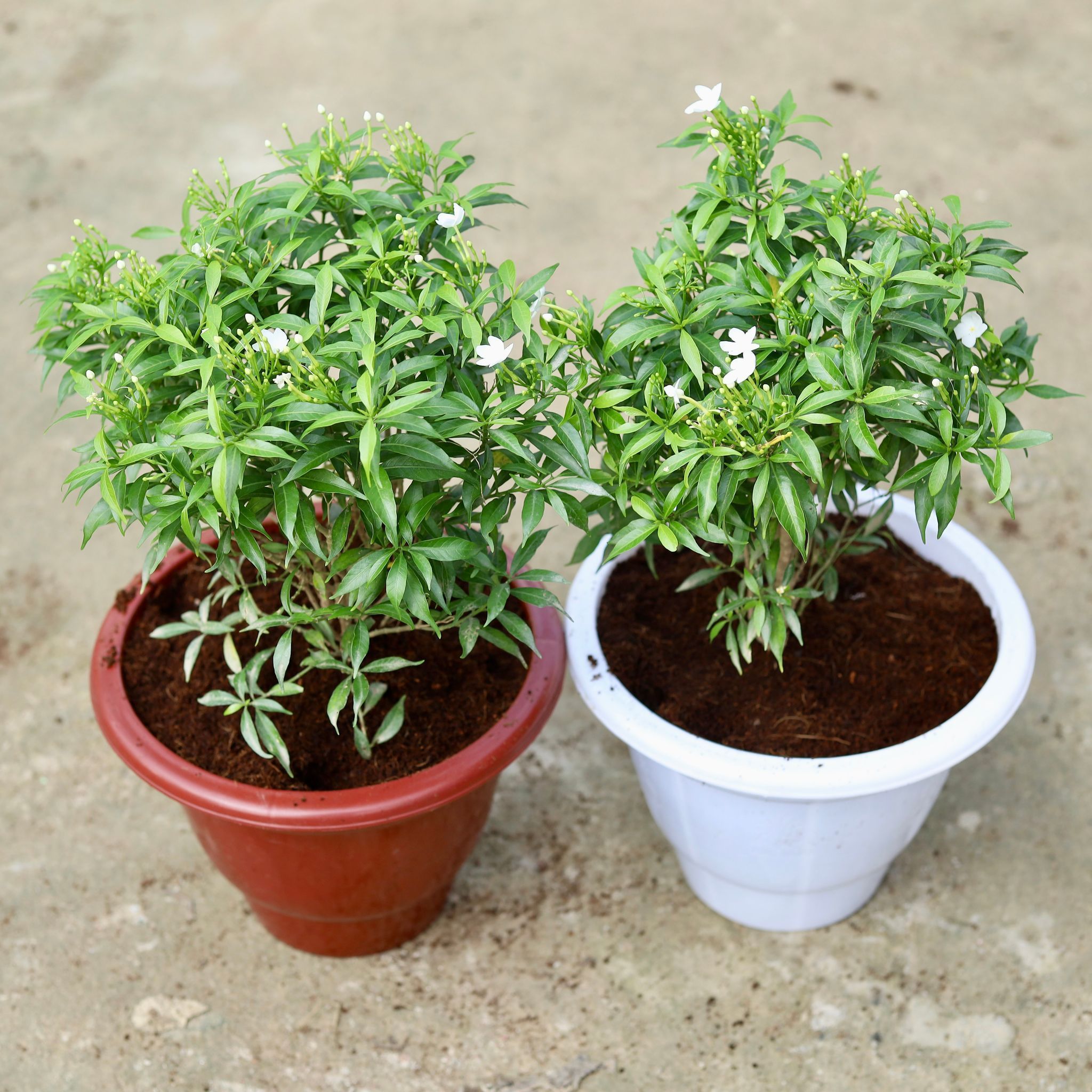 Set of 2 - Chandani in 10 Inch Classy Red & White Plastic Pot