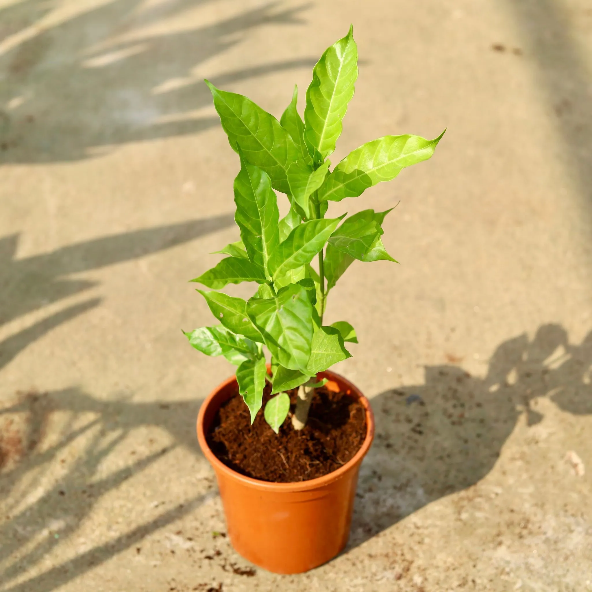 Double Chandni (any colour) in 6 Inch Red Nursery Pot