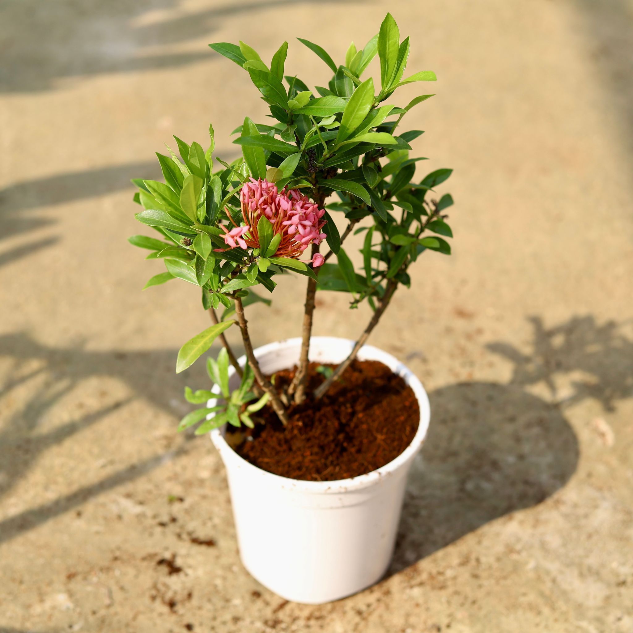 Ixora Miniature Pink in 6 Inch White Nursery Pot