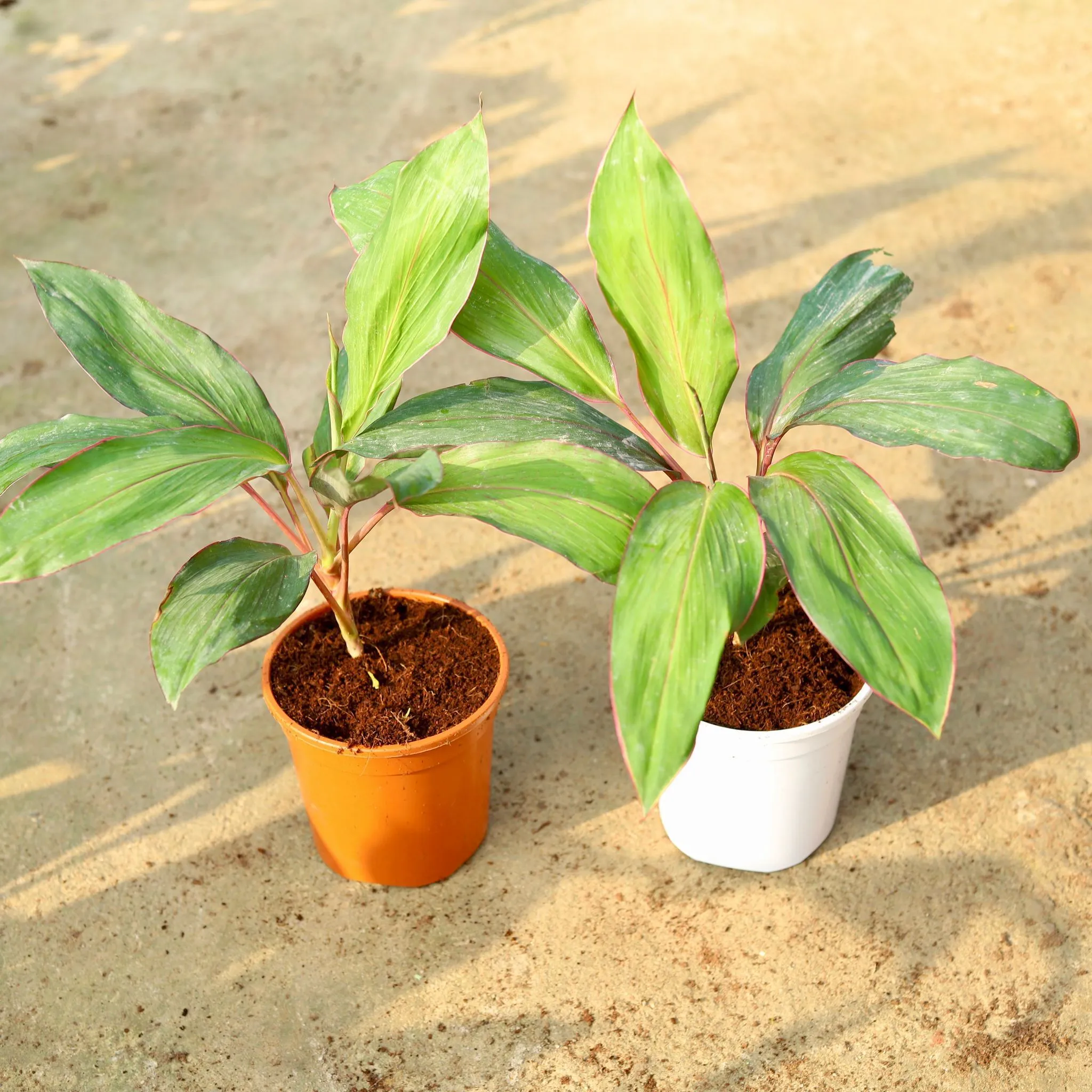 Air Purifying - Set of 2 - Dracaena Kedarnath in 6 Inch Red & White Nursery Pot